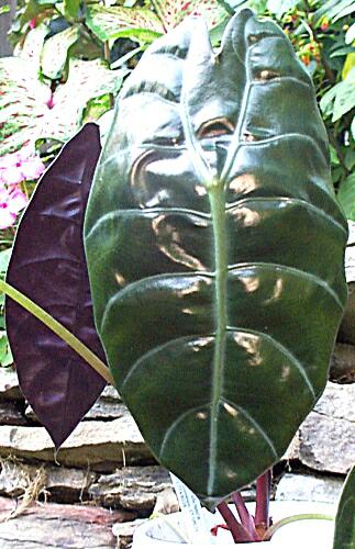 mystery alocasia