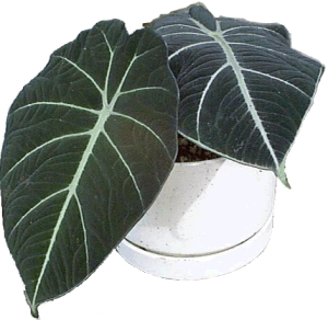 Alocasia "blackie"