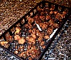 p000630.jpg