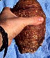 tn_malanga_jpg.jpg (4901 bytes)